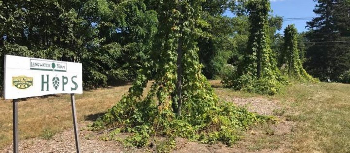 our-hops-are-ready-for-harvest-we-could-use-some-volunteers-to-help-us.jpg Our hops are ready for harvest! We could use some volunteers to help us…