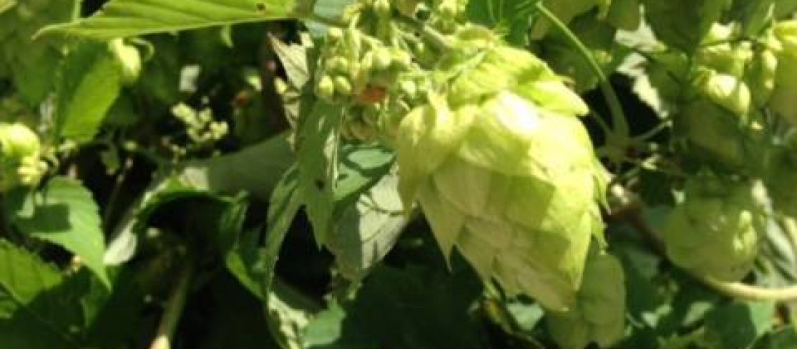 shovel-town-brewery-updated-their-profile-picture.jpg Shovel Town Brewery updated their profile picture